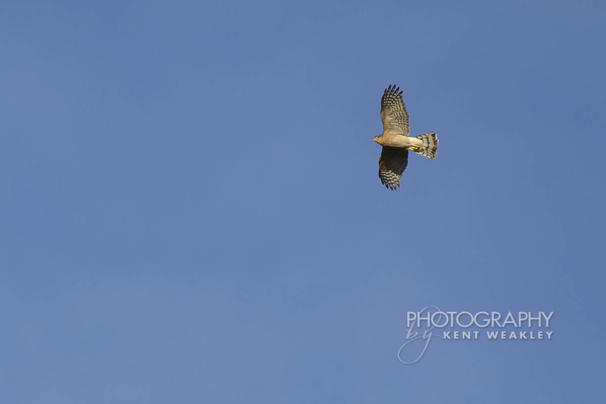 Eurasian Sparrowhawk - ML644860835