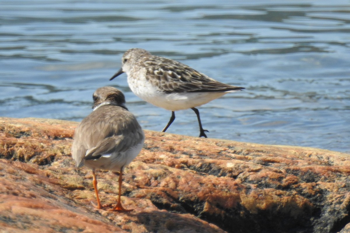 Semipalmated Sandpiper - ML644860837