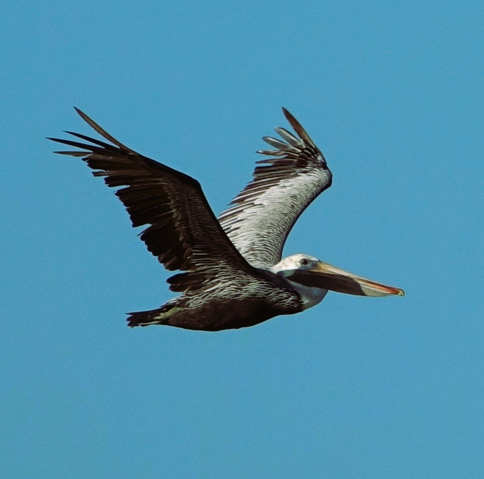 Brown Pelican - ML644860838