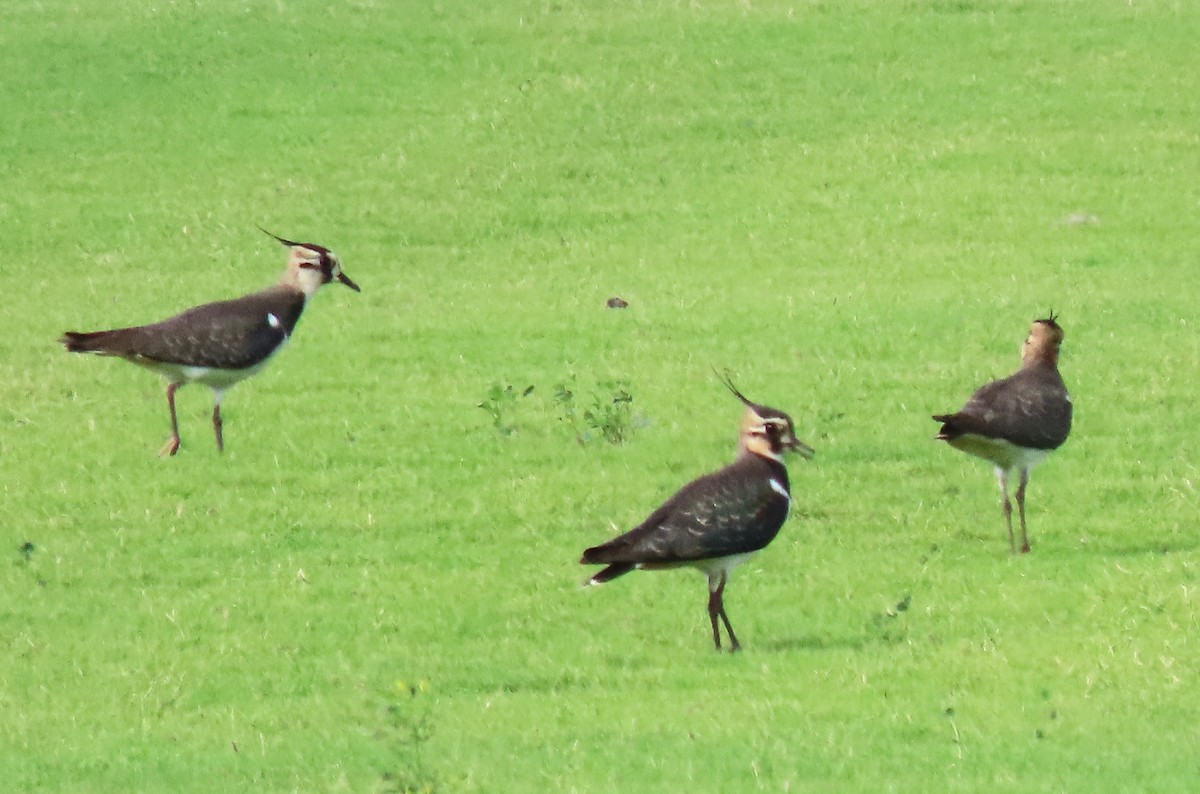 Northern Lapwing - ML644860839