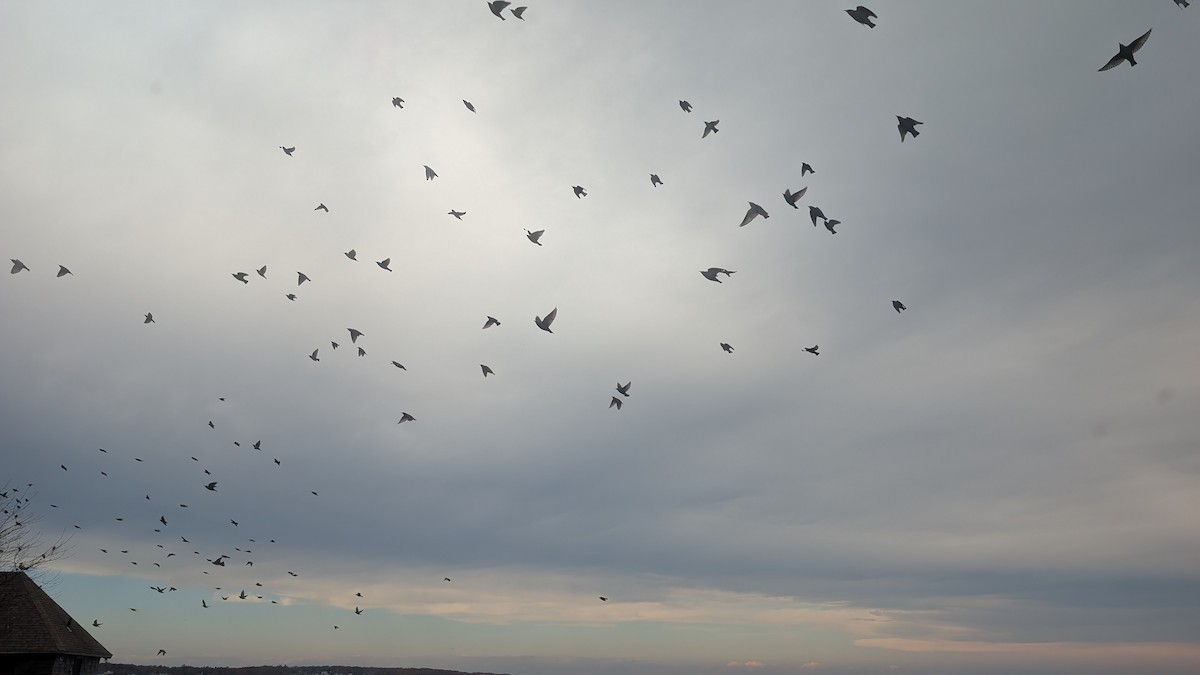 European Starling - ML644860840