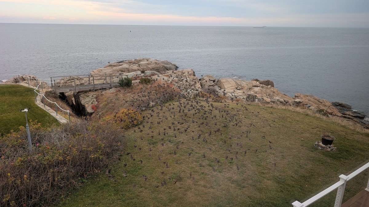 European Starling - ML644860843