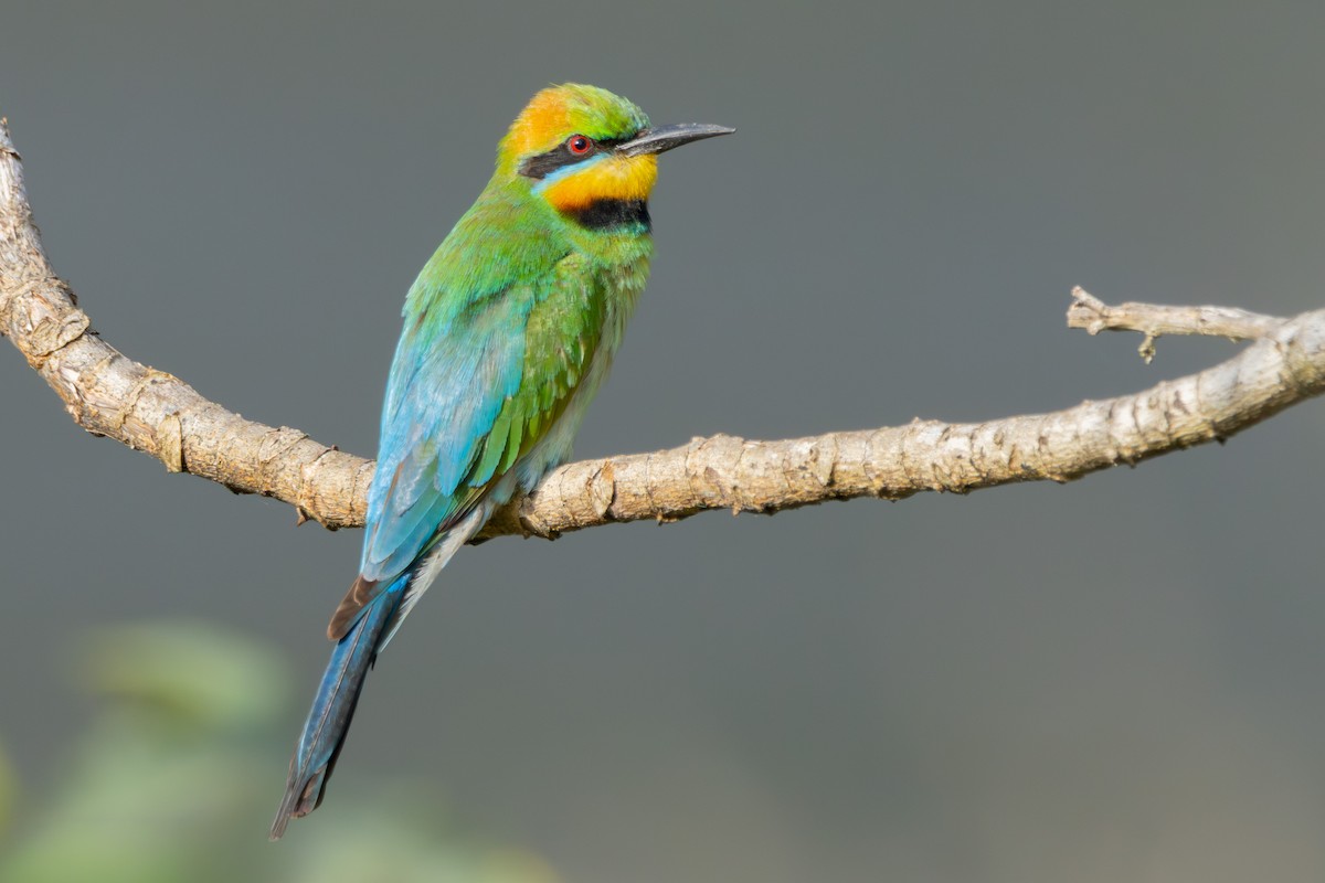 Rainbow Bee-eater - ML644860849