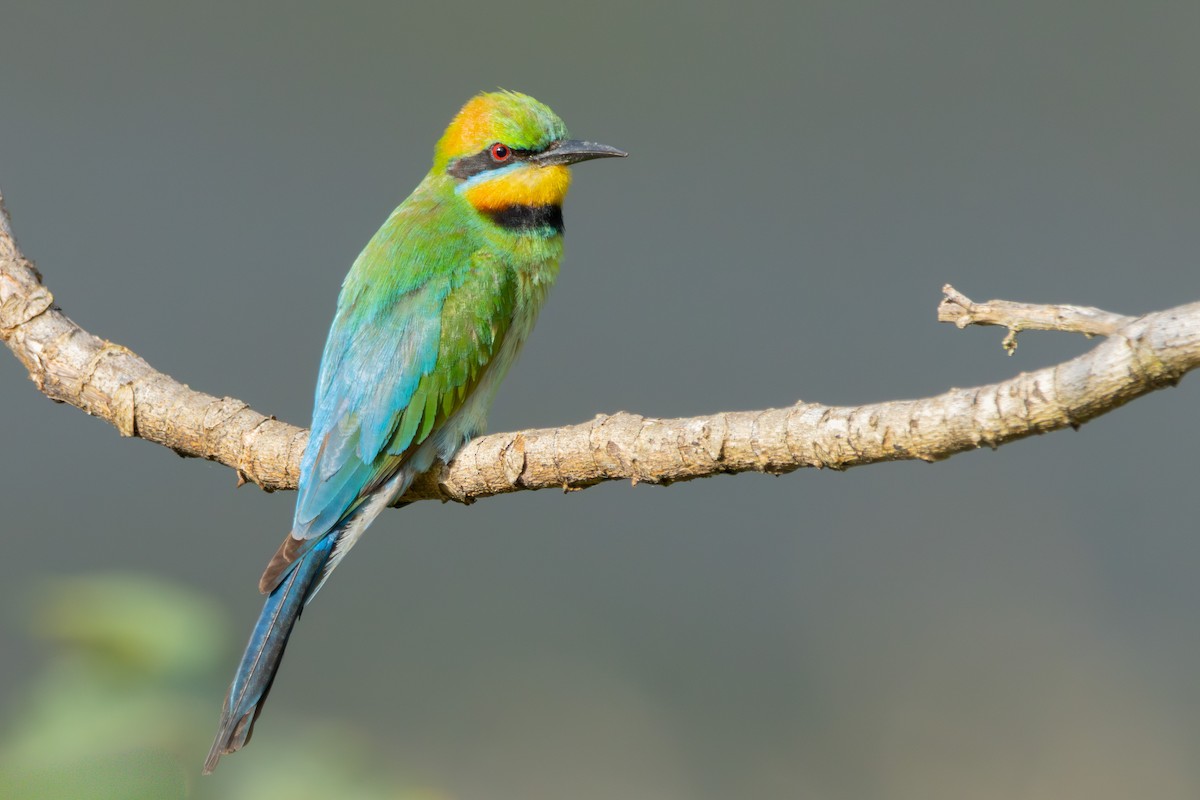 Rainbow Bee-eater - ML644860850