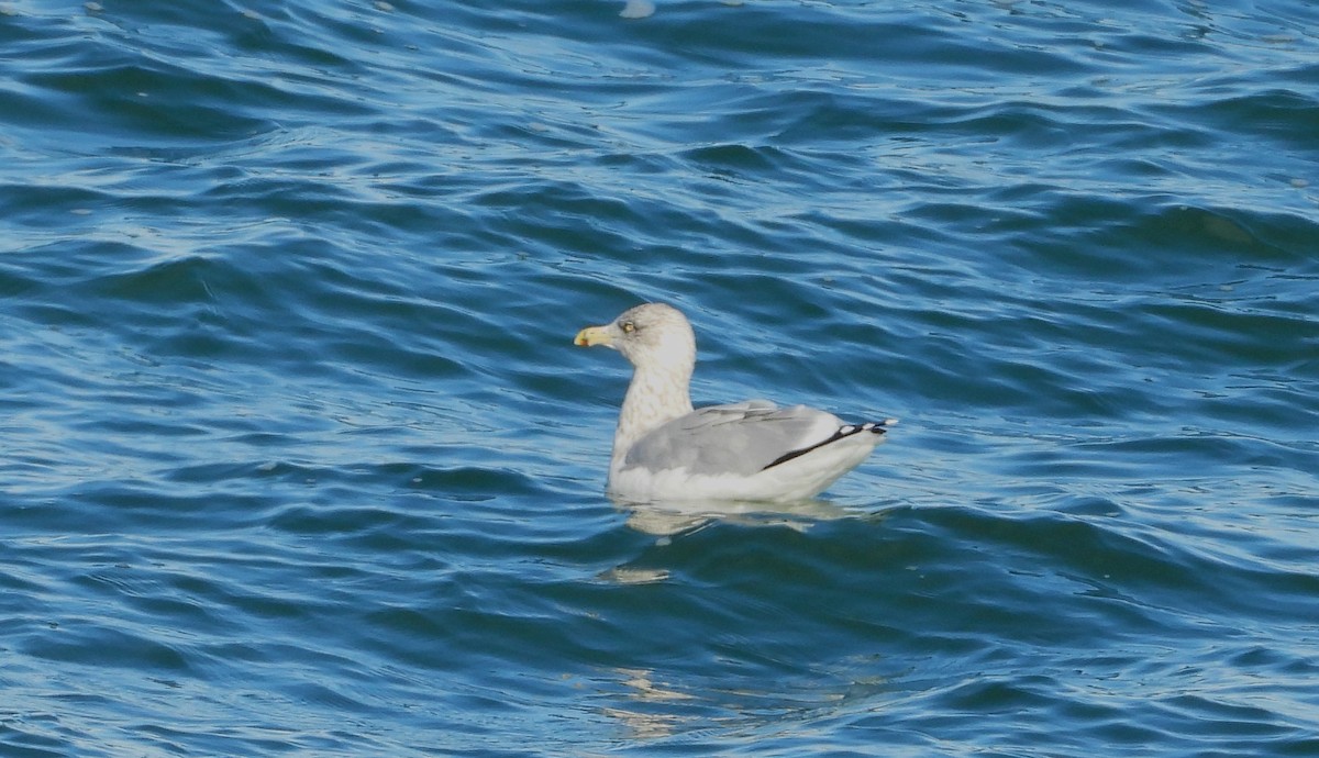 gull sp. - ML644860851