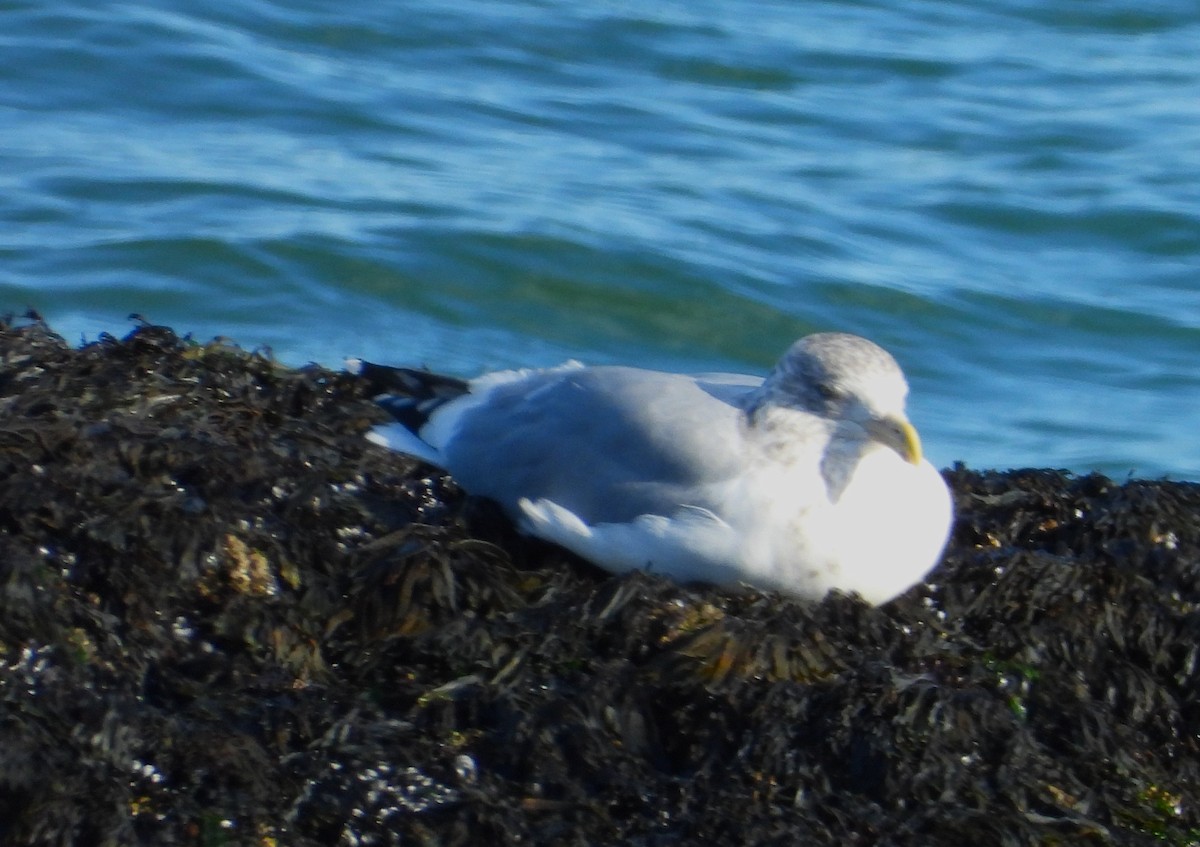 gull sp. - ML644860852