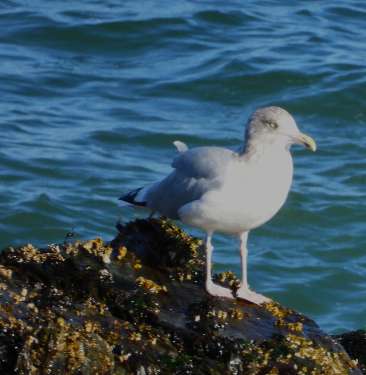 gull sp. - ML644860853
