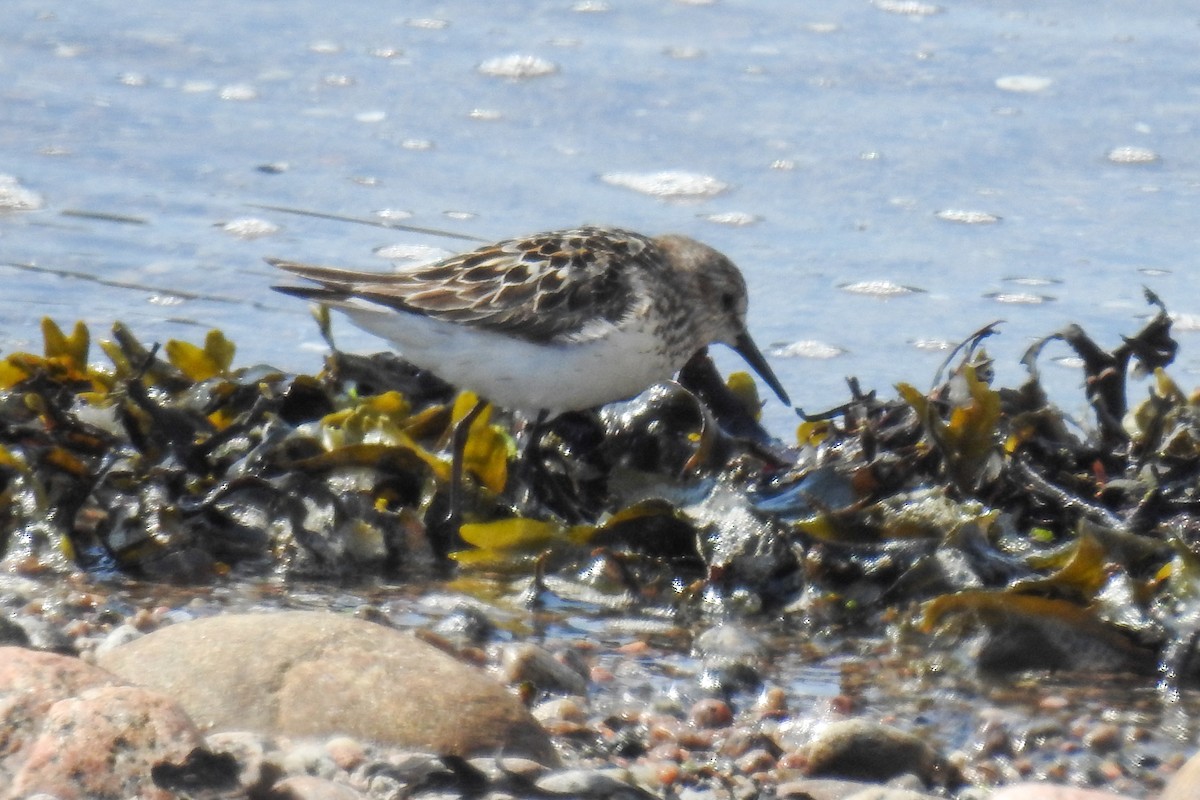Semipalmated Sandpiper - ML644860856