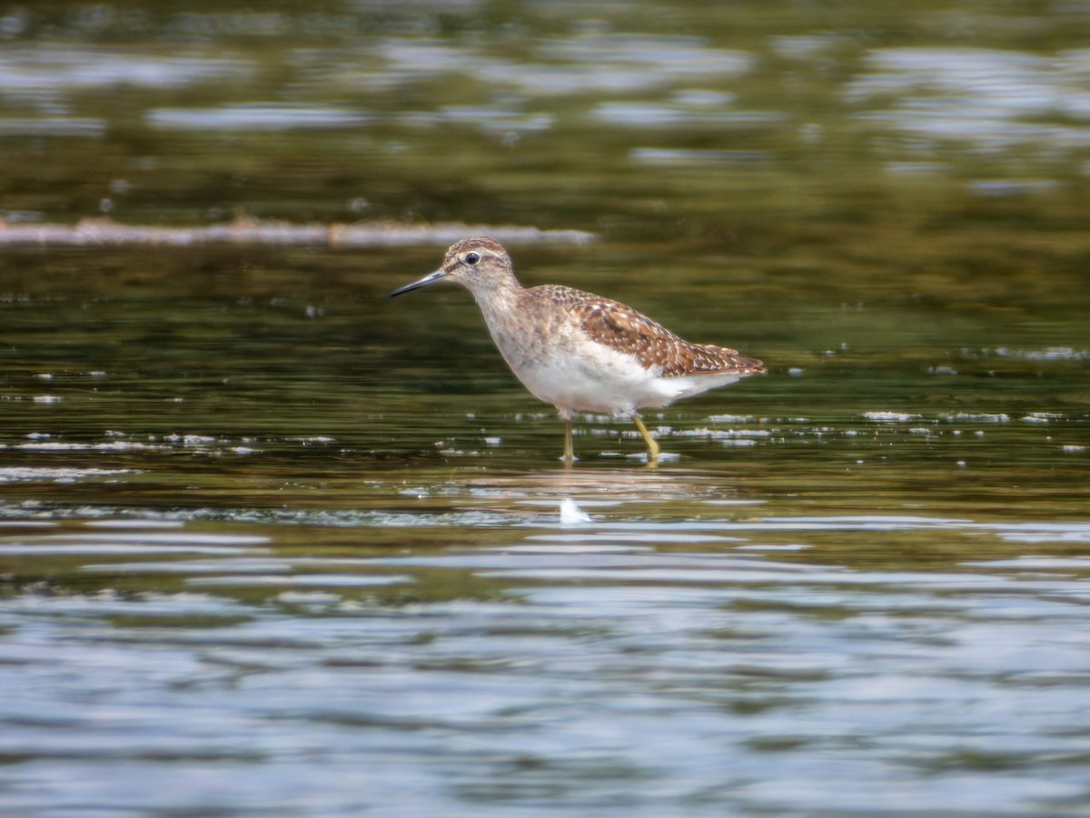 タカブシギ - ML644860889