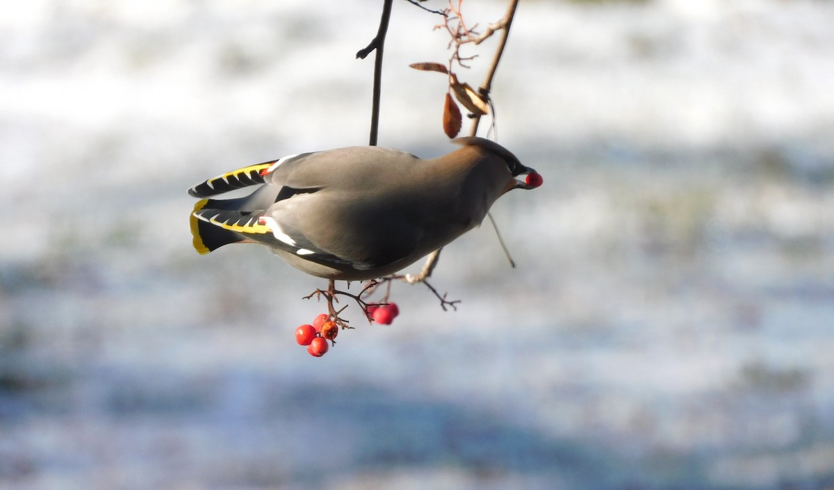 Bohemian Waxwing - ML644860892