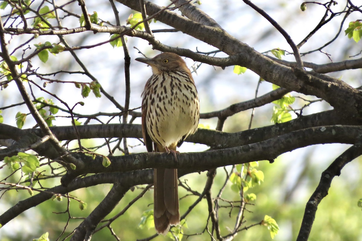 Kahverengi Çöpçü - ML644860898