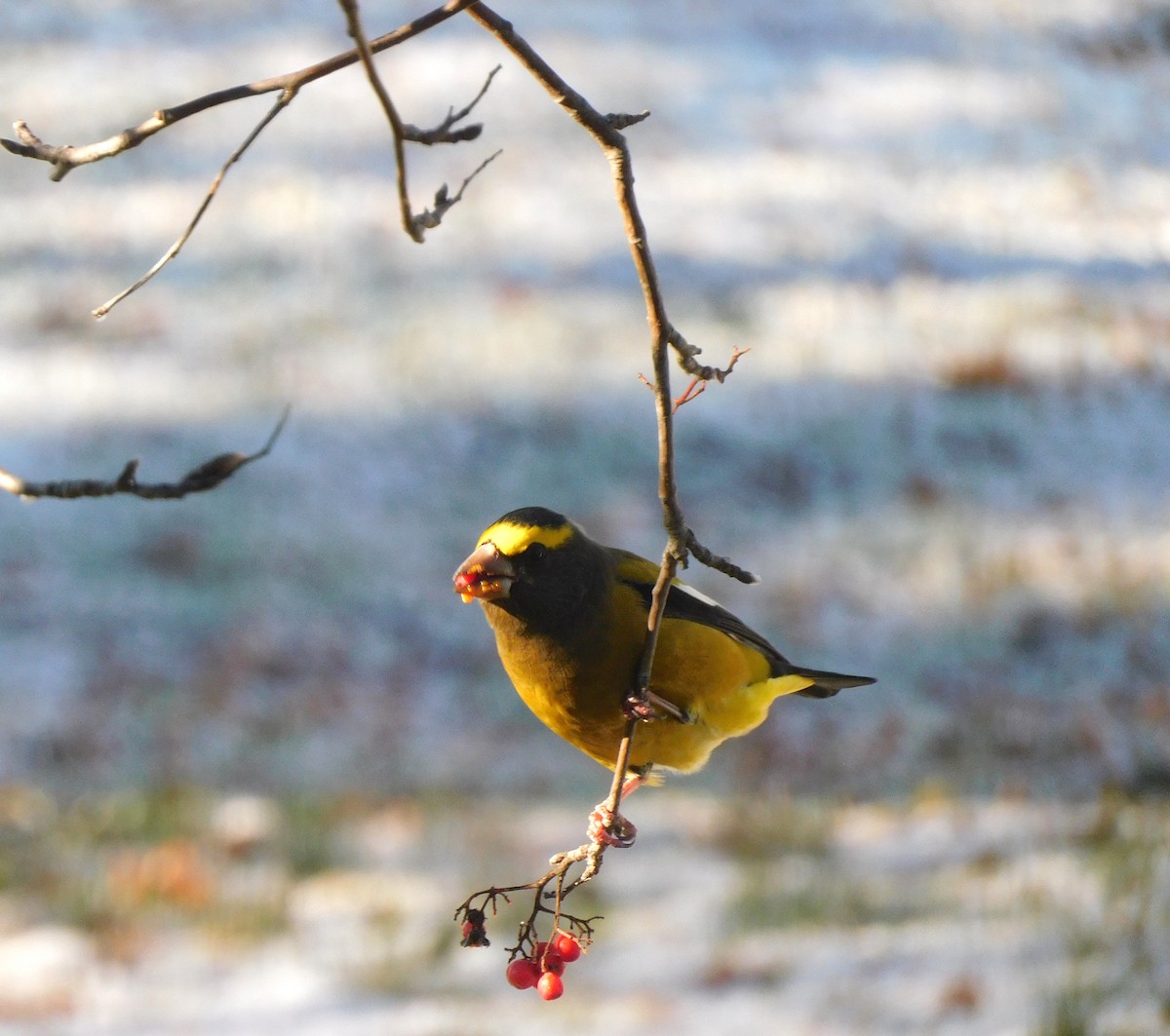 Evening Grosbeak - ML644860905