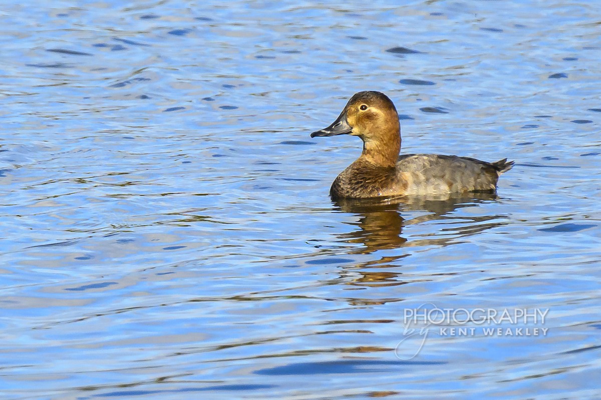 Common Pochard - ML644860915