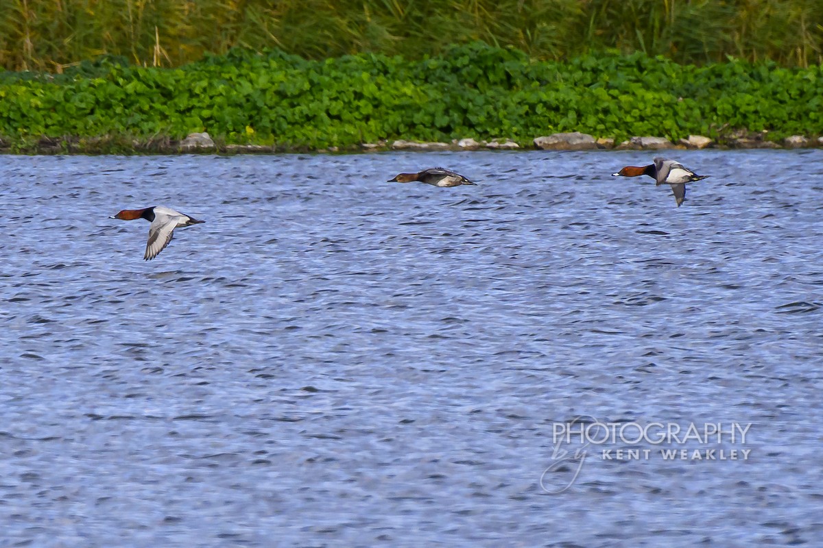 Common Pochard - ML644860916