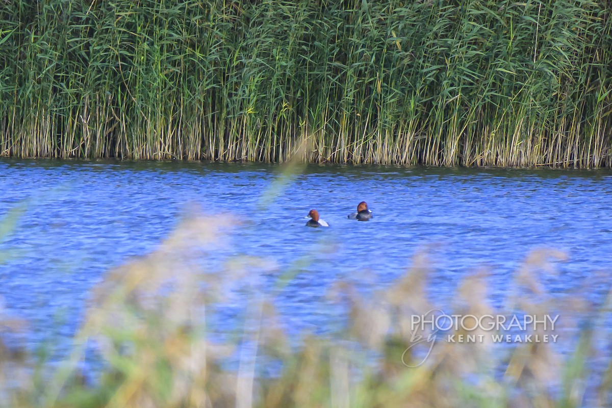 Common Pochard - ML644860917