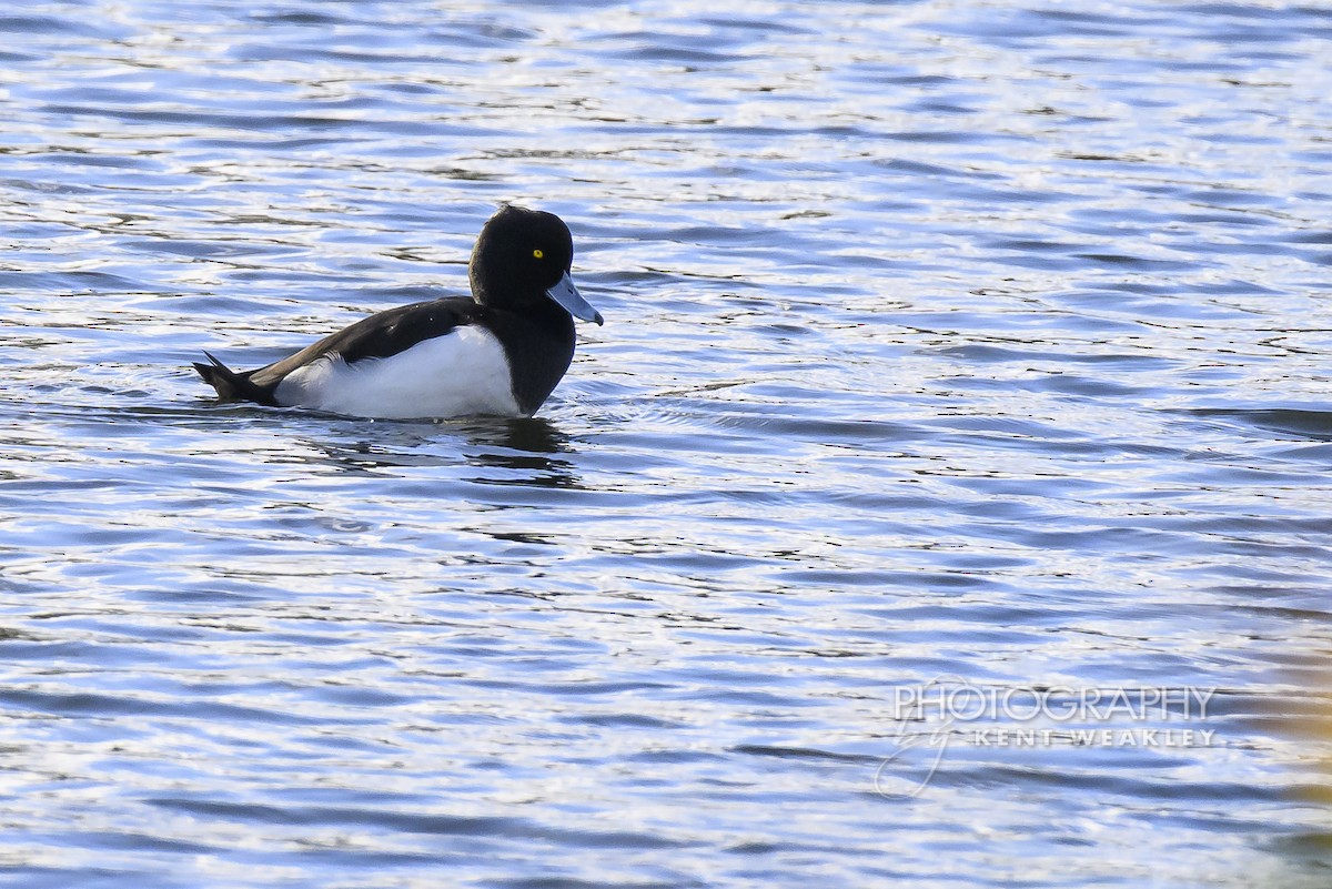 Tufted Duck - ML644860923
