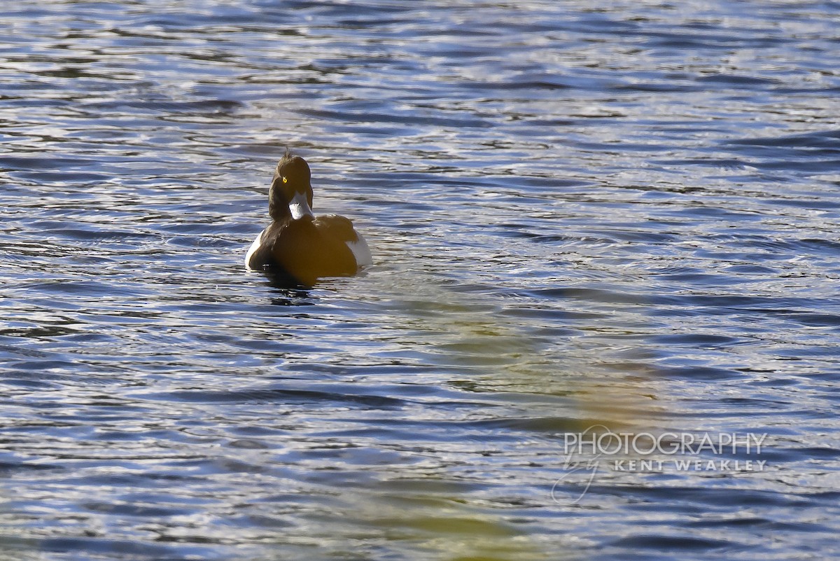 Tufted Duck - ML644860924
