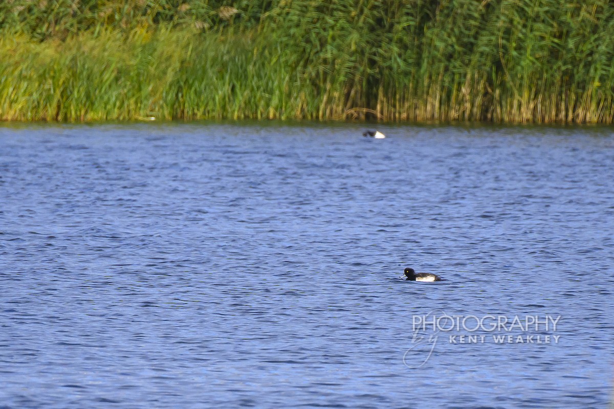 Tufted Duck - ML644860925