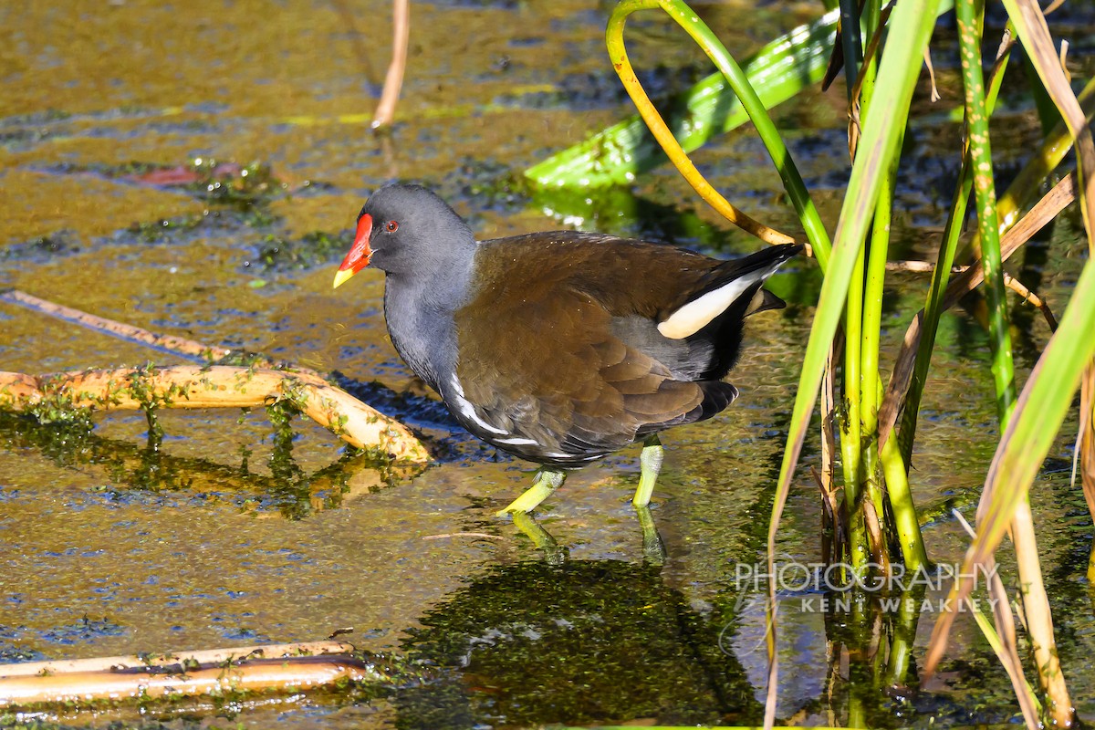 Eurasian Moorhen - ML644860940