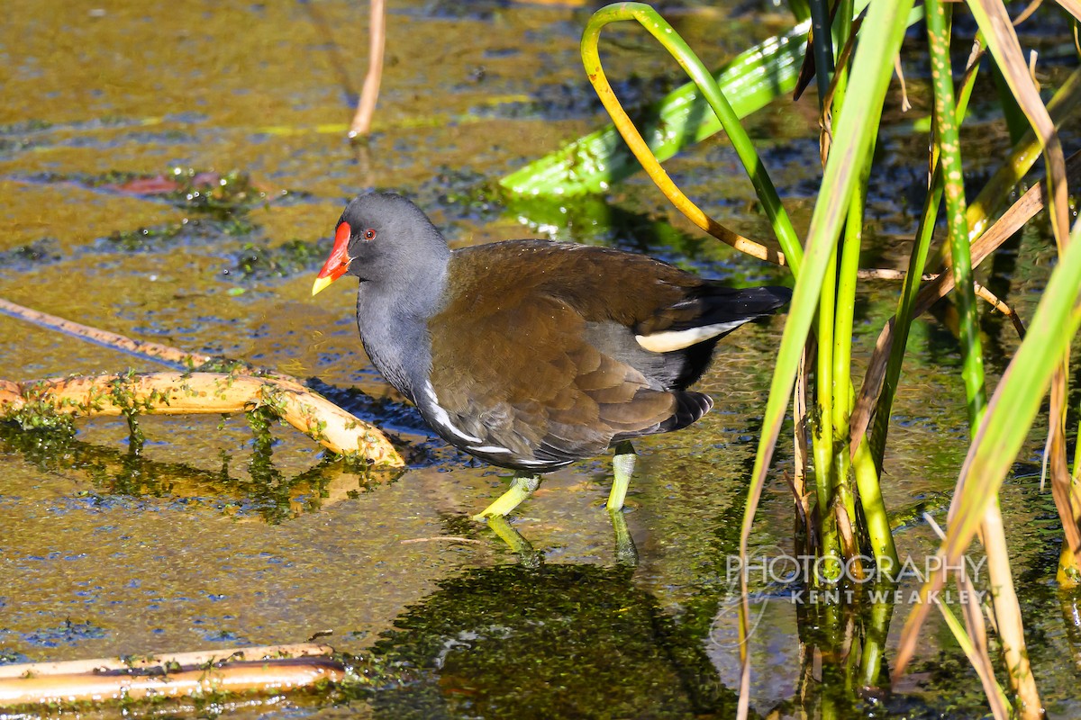 Eurasian Moorhen - ML644860941