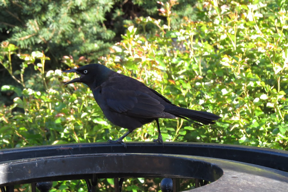 Purpurgrackel - ML644860945