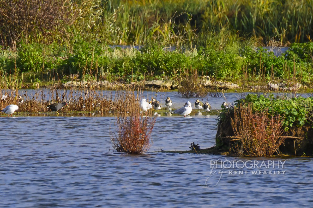 Northern Lapwing - ML644860947