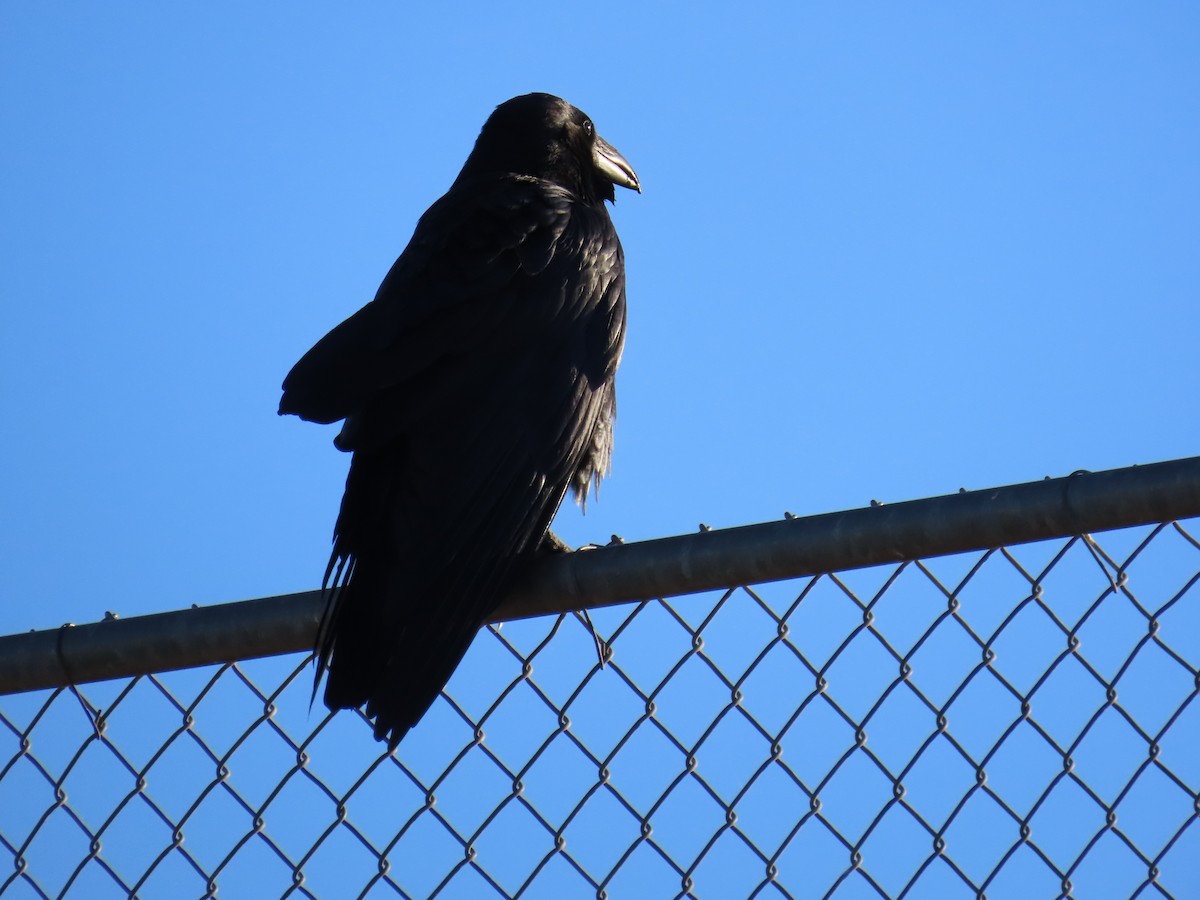Common Raven - ML644860952