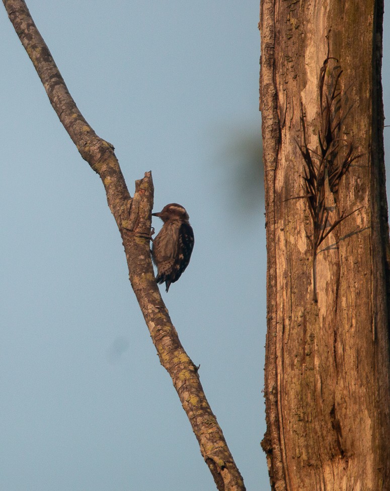 strakapoud hnědohlavý - ML644860953