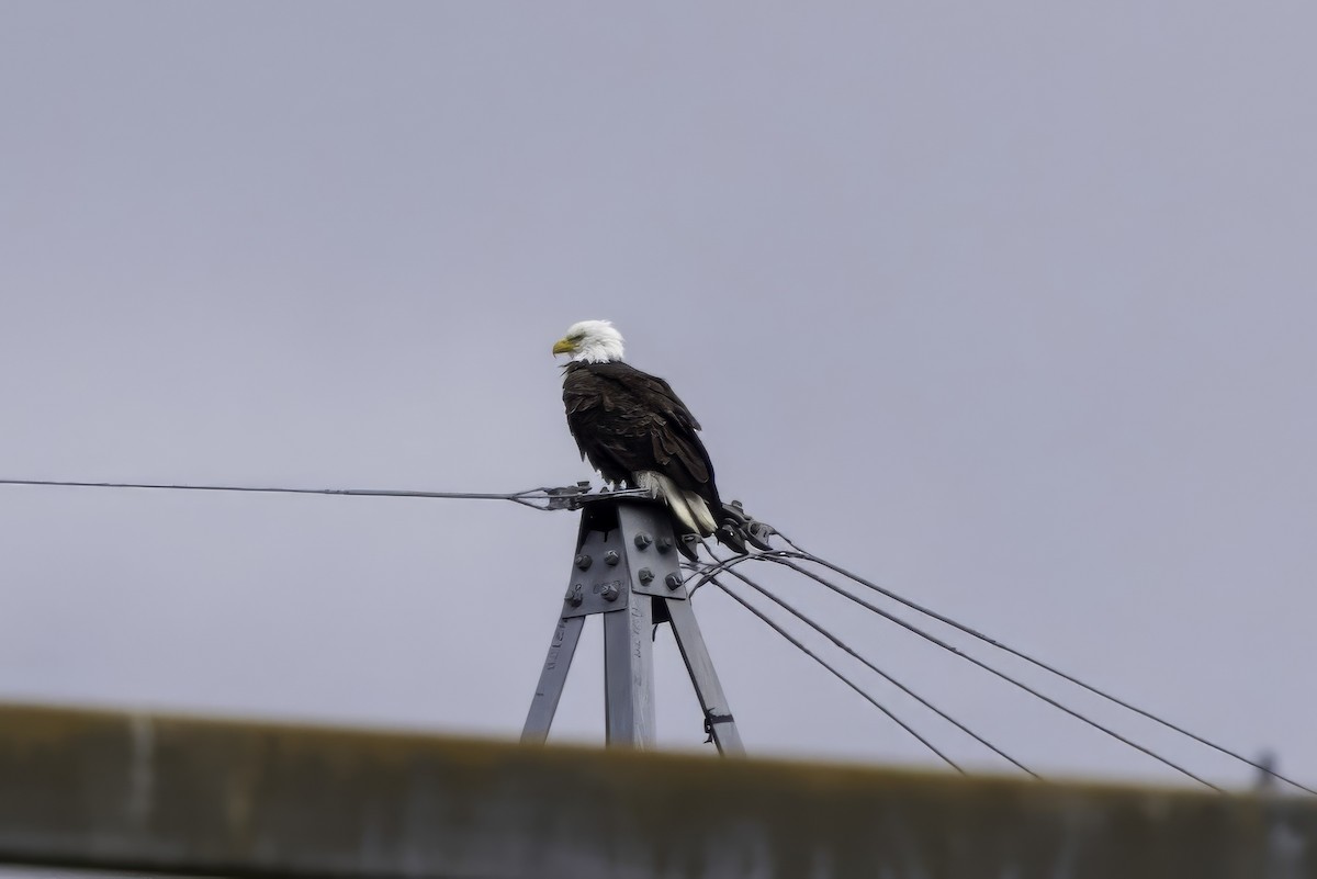Bald Eagle - ML644860954