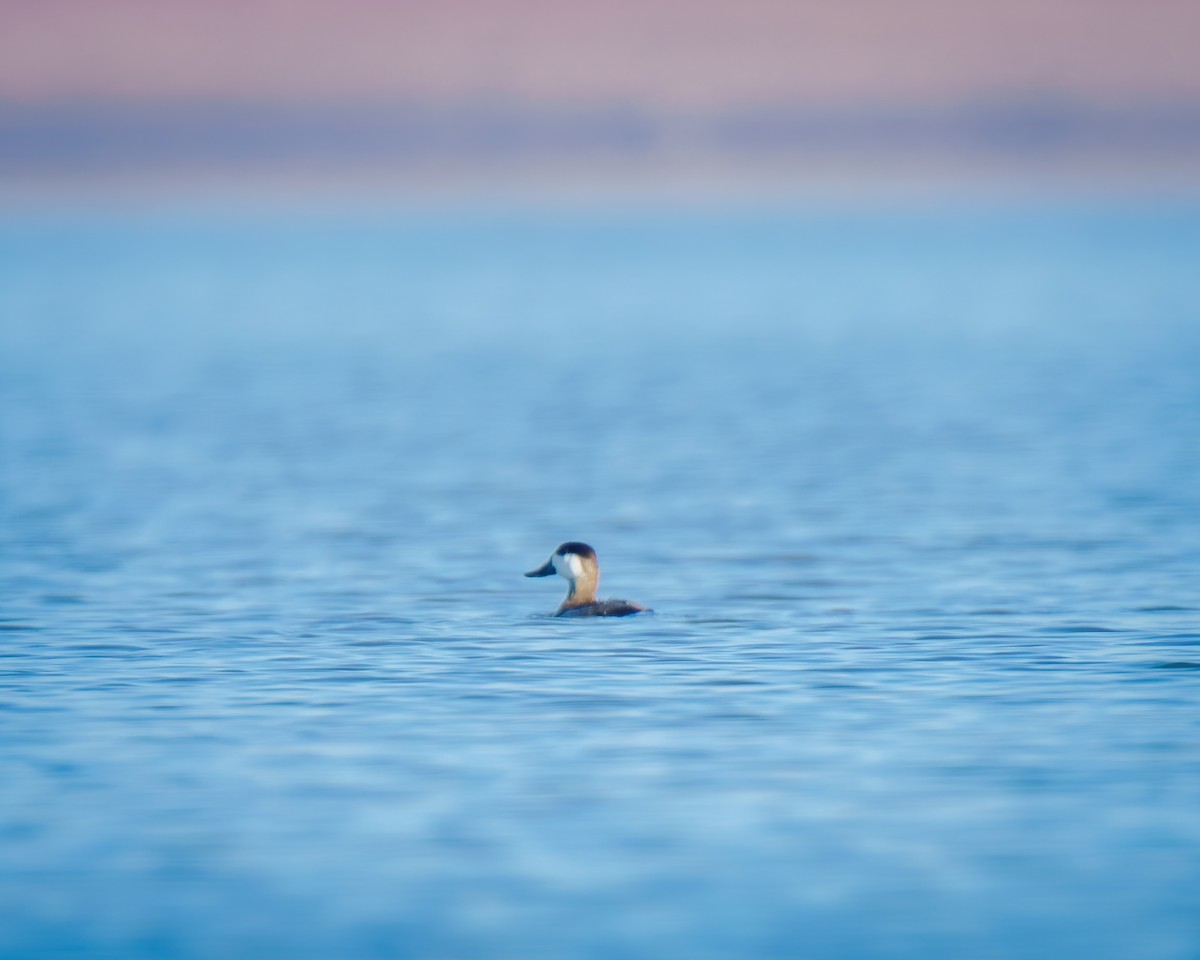 Ruddy Duck - ML644860970