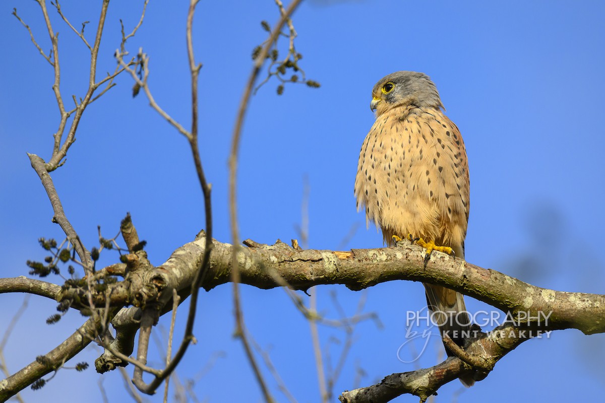 Eurasian Kestrel (Eurasian) - ML644860972