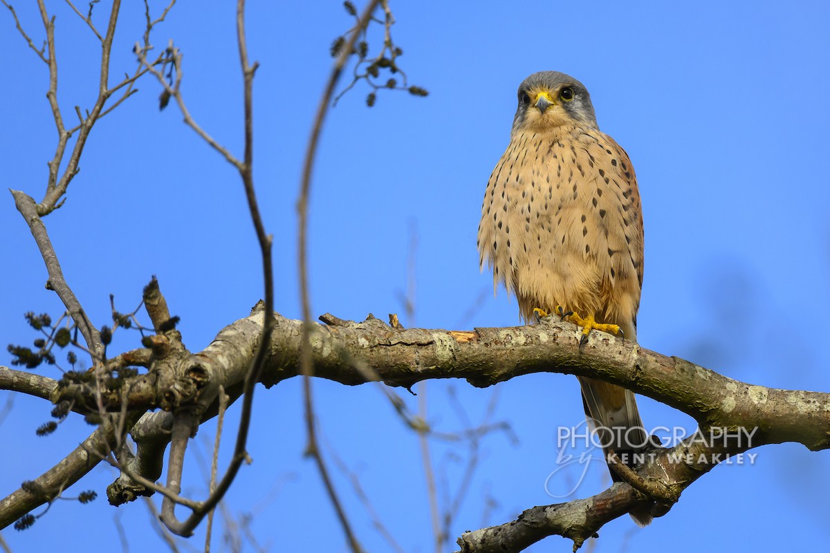 Eurasian Kestrel (Eurasian) - ML644860973