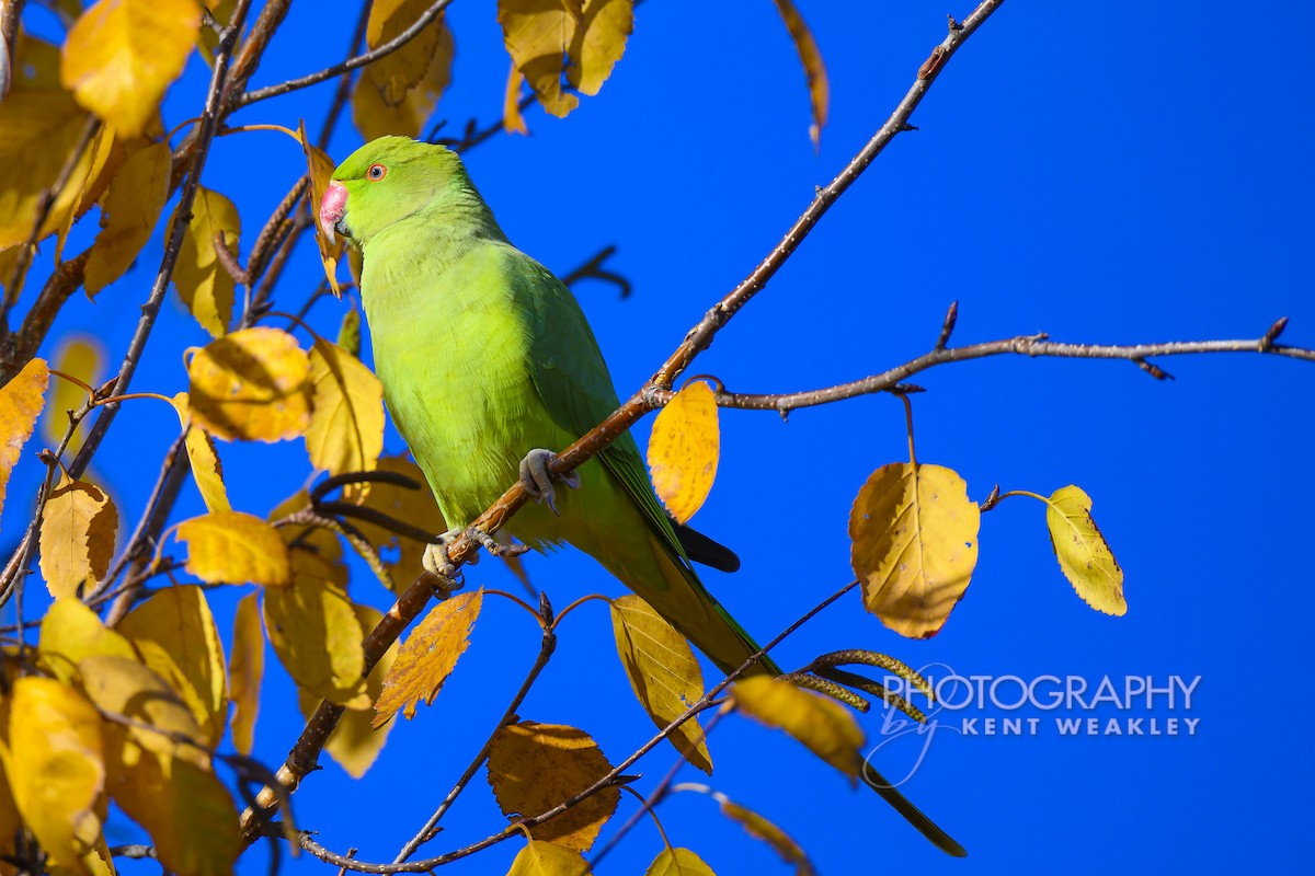 Rose-ringed Parakeet - ML644860975