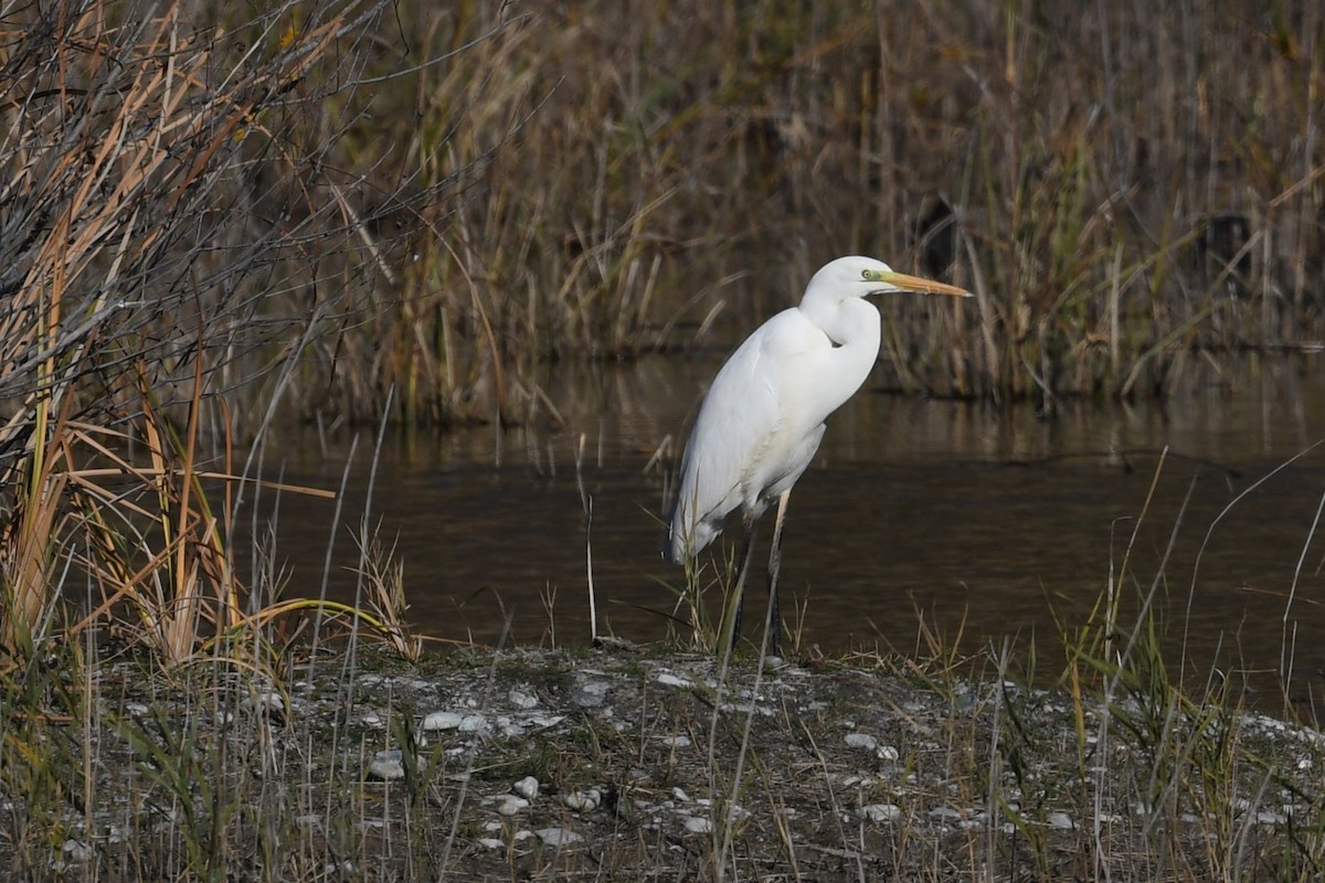 volavka bílá - ML644860976