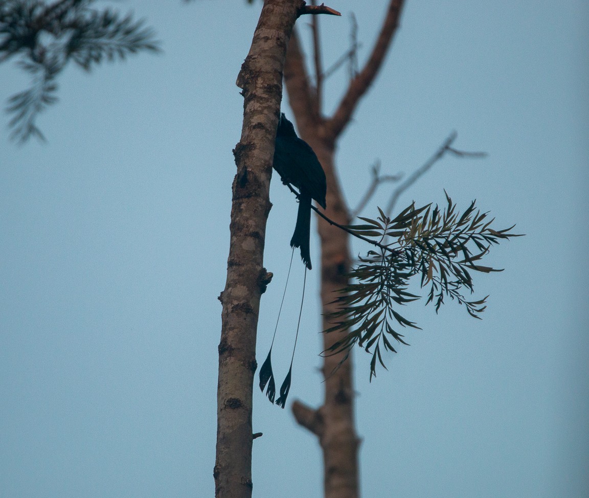 カザリオウチュウ - ML644860980