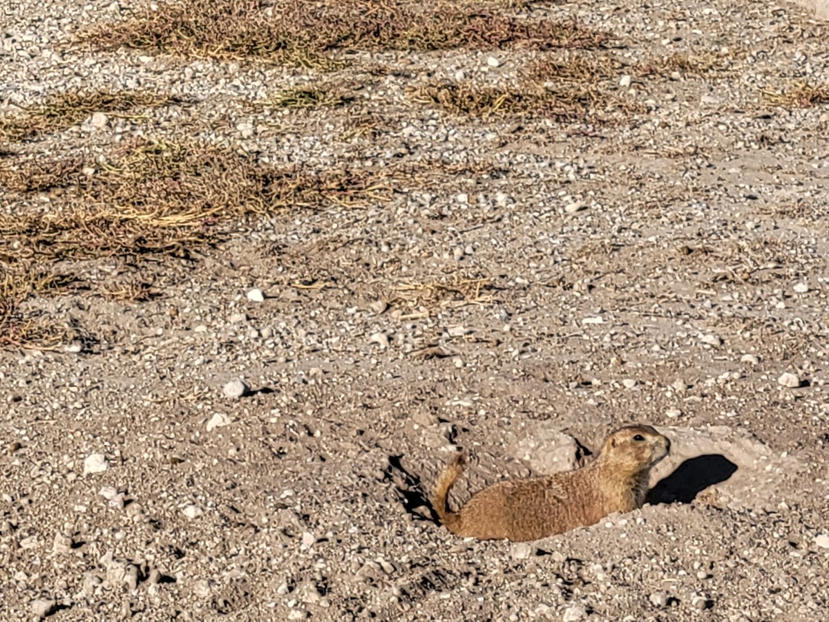 Animals - ML644860981