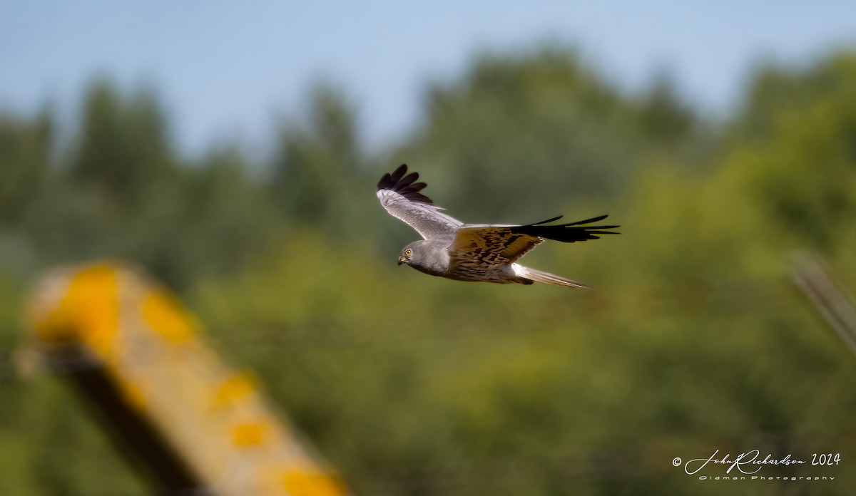 Montagu's Harrier - ML644860986