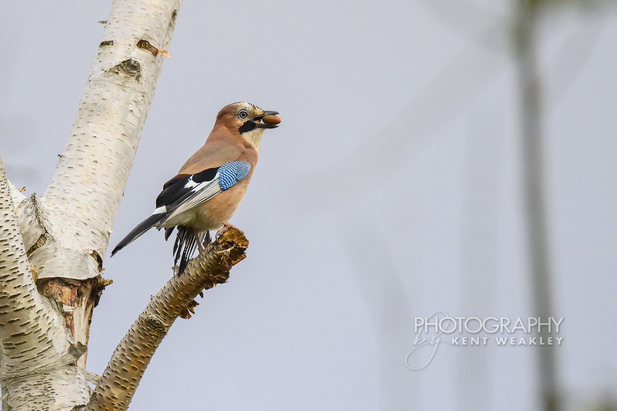 Eurasian Jay (Eurasian) - ML644860988