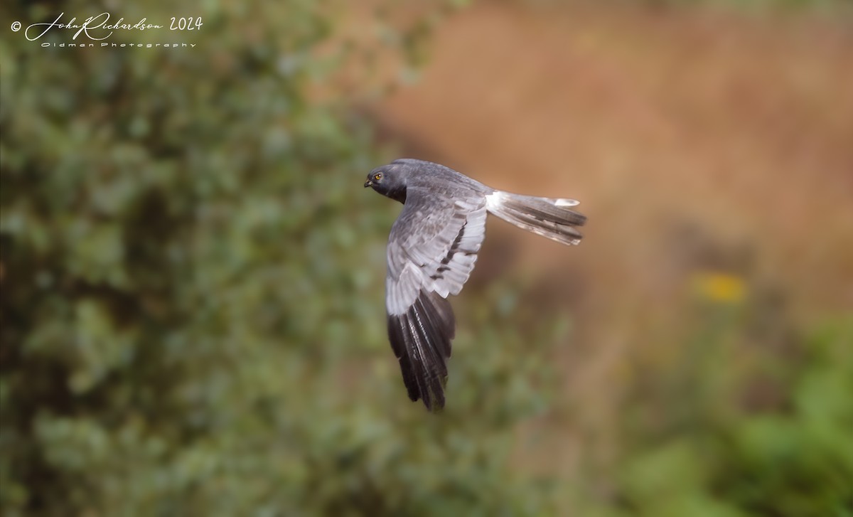 Montagu's Harrier - ML644860989