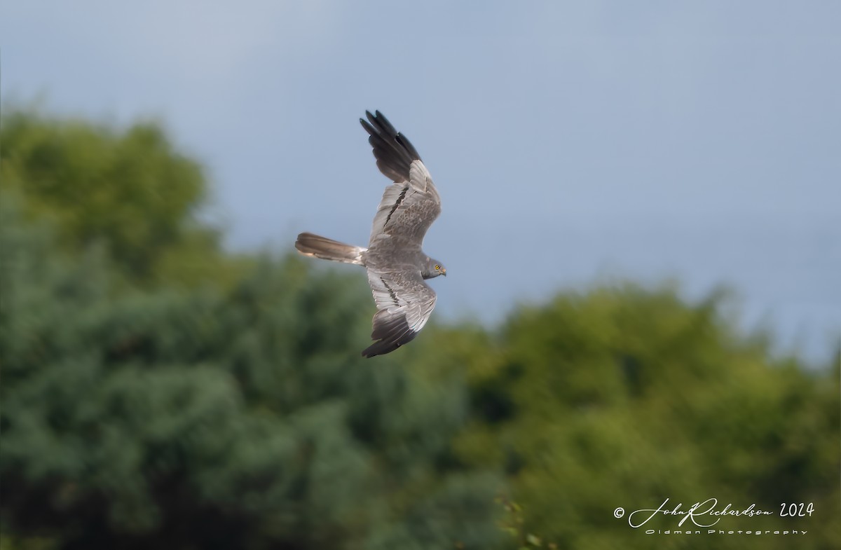 Montagu's Harrier - ML644860990