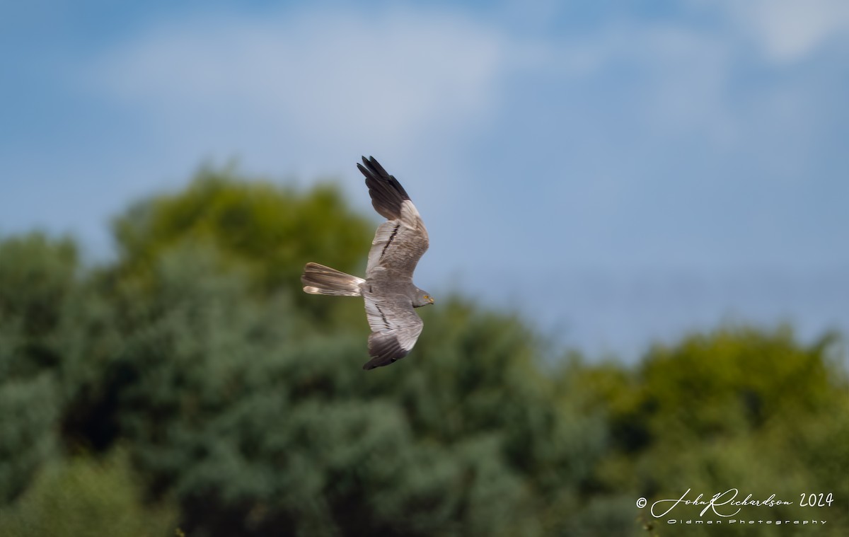 Montagu's Harrier - ML644860991