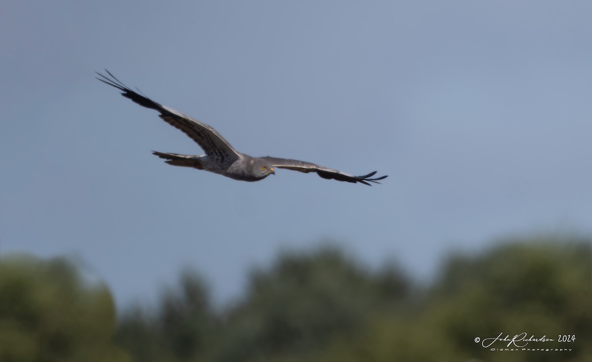 Montagu's Harrier - ML644860993