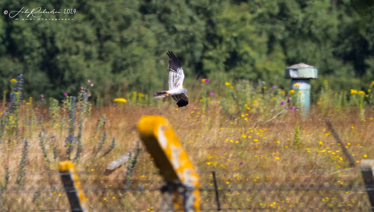 Montagu's Harrier - ML644860994