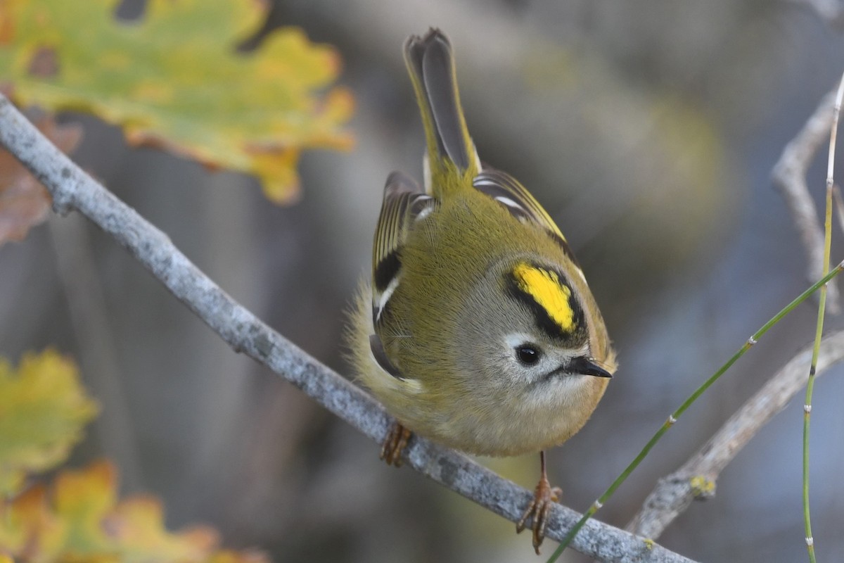 králíček obecný - ML644860995