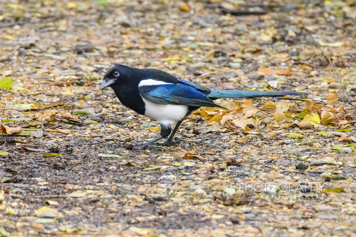 Eurasian Magpie (Eurasian) - ML644861000