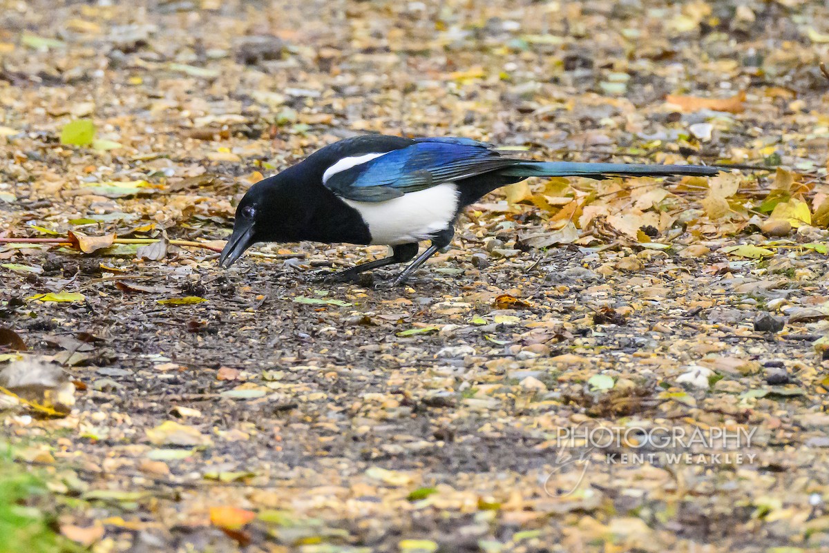 Eurasian Magpie (Eurasian) - ML644861001