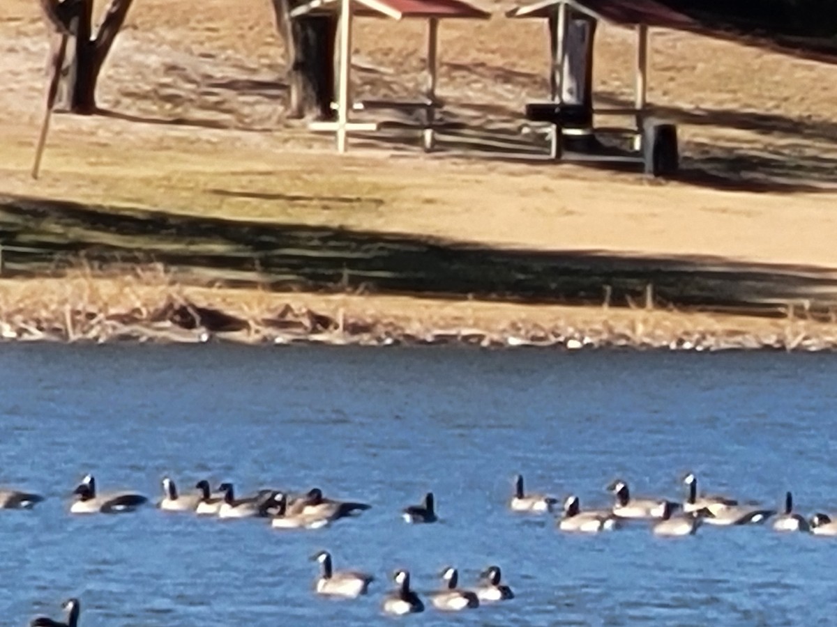 Canada Goose - ML644861005