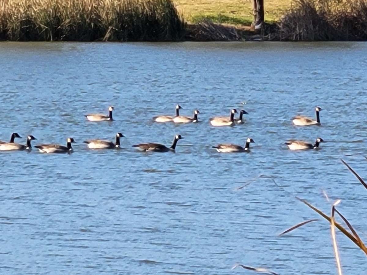 Canada Goose - ML644861006