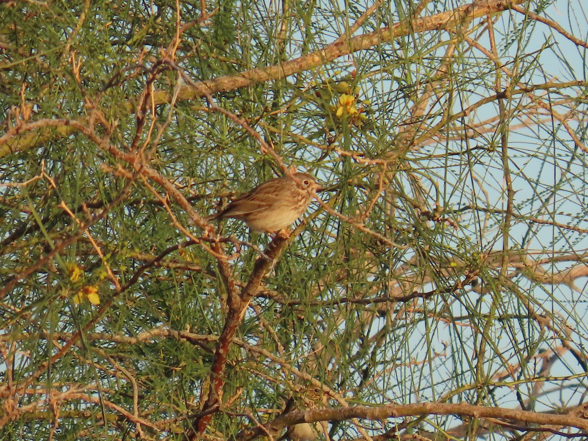 Vesper Sparrow - ML644861007