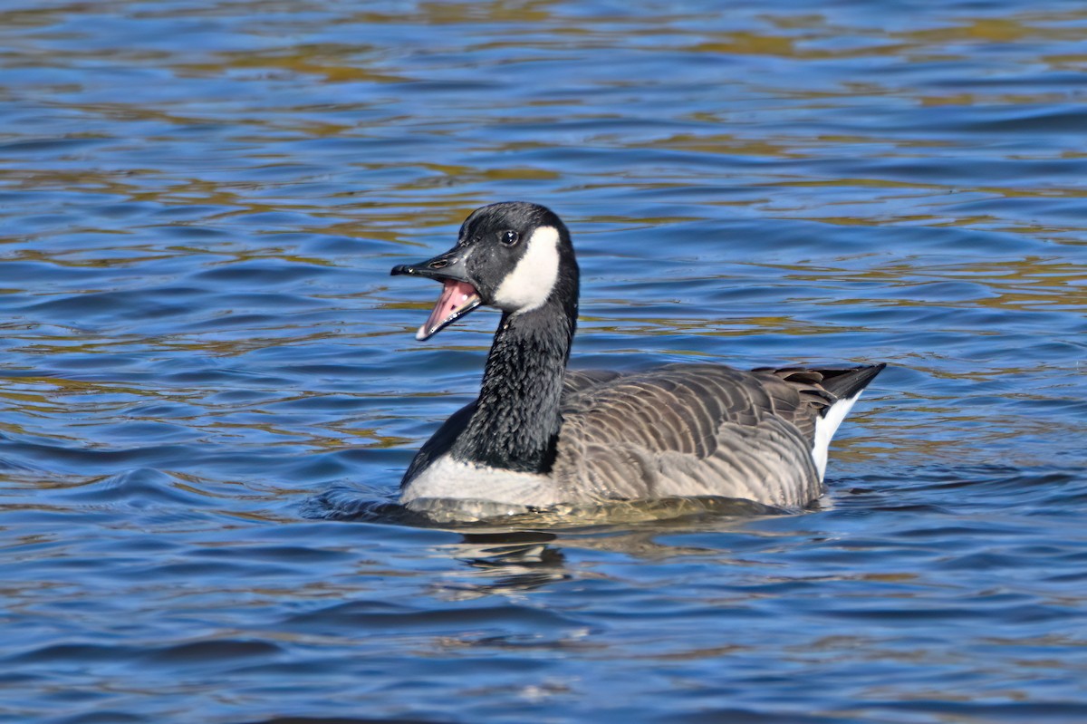 小加拿大雁 - ML644861008